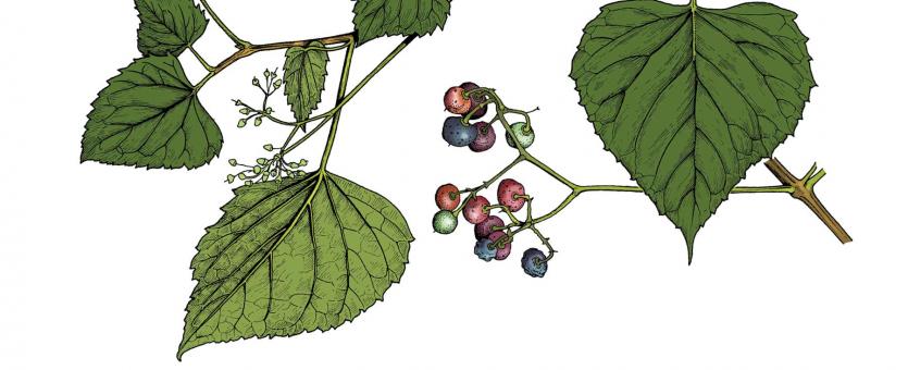 Illustration of raccoon grape leaves, flowers, fruit