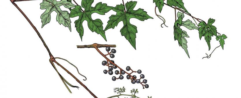 Illustration of red grape leaves, flowers, fruit