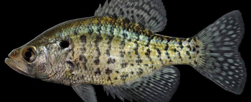White crappie male, side view photo with black background