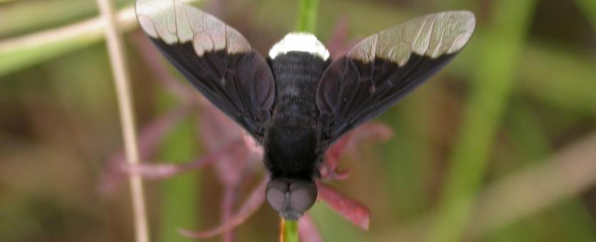 Photo of a black and white bee fly perched on a plant stalk