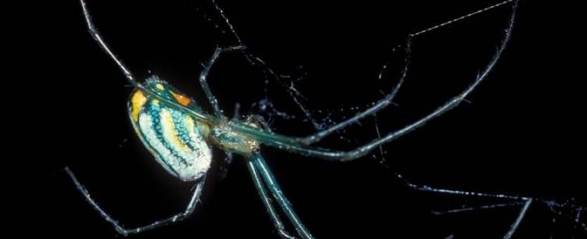 Photo of an orchard orbweaver with a black background