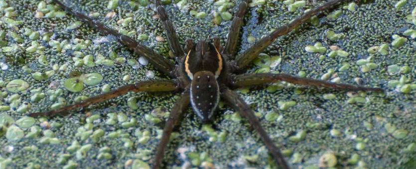 Photo of a spotted fishing spider perched on the water's surface amid floating duckweed plants