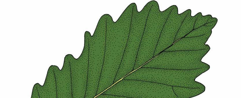 Illustration of swamp chestnut oak leaf.