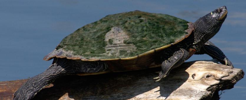 Image of a northern map turtle