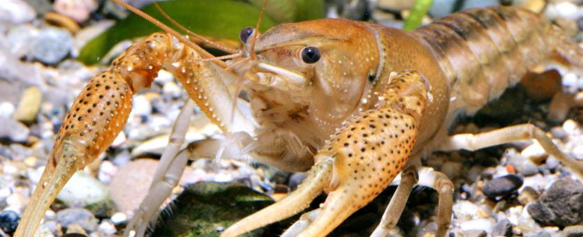 Photo of a White River crawfish.