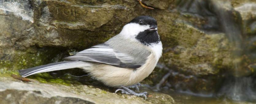 Black-capped chickadee image showing characters for identification.