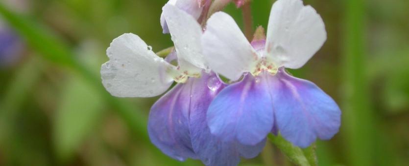 Photo of blue-eyed Mary flowers