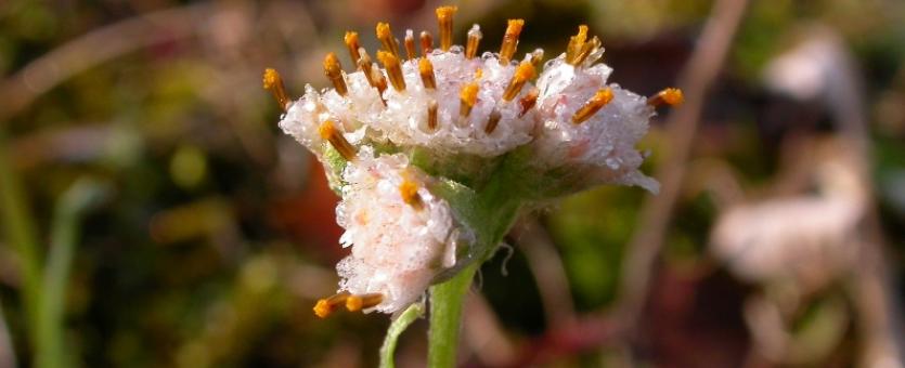 Photo of pussytoes showing fuzzy white flowering heads