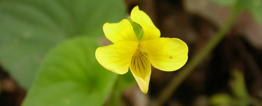 Photo of yellow violet plant with flower