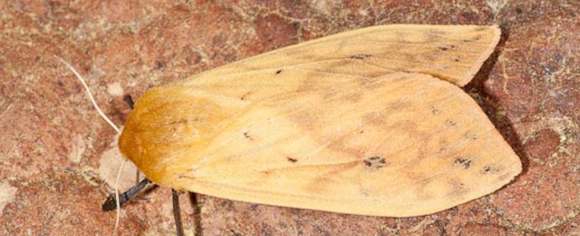 Photo of an Isabella Tiger Moth