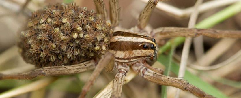 Photo of wolf spider with young