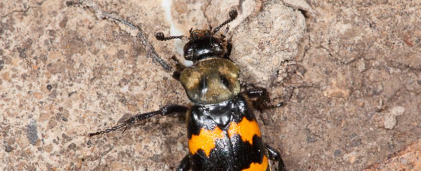 Image of Tomentose Burying Beetle crawling on the ground