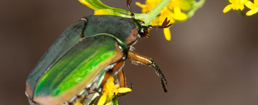 Green June beetle on goldenrod