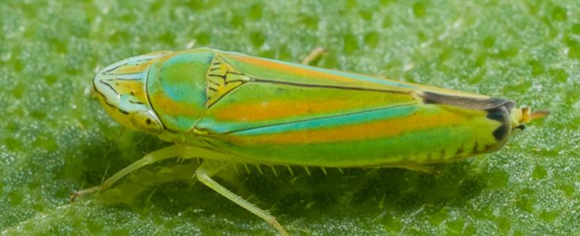 image of a Leafhopper on leaf