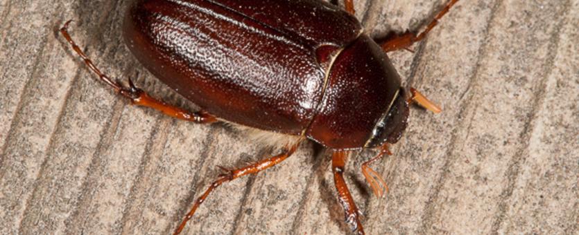 May beetle on wood