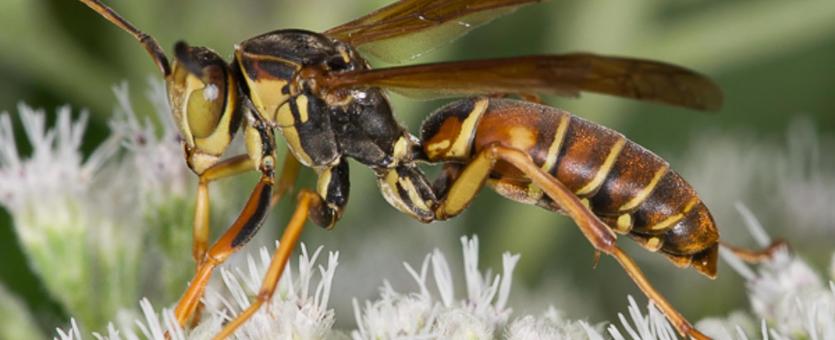 image of Paper Wasp on flowers
