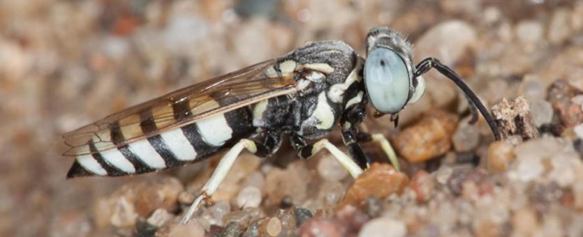 image of Sand Wasp perched on sand