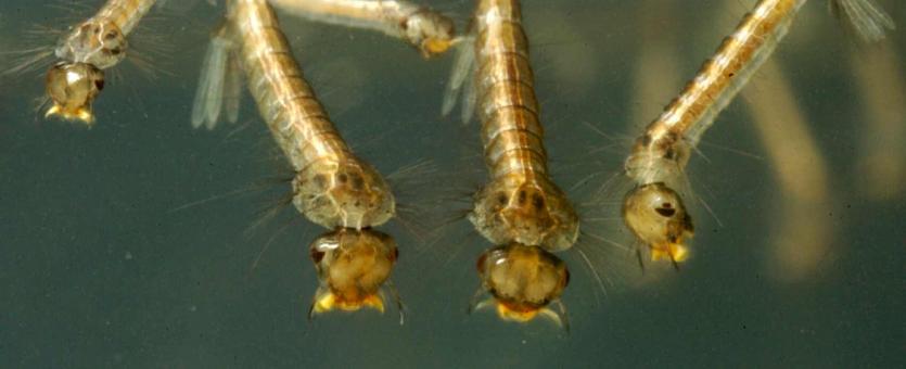 Photograph of several mosquito larvae resting at water surface