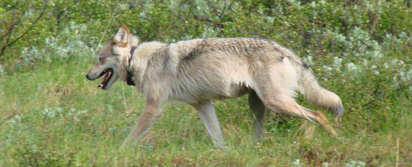 Collared, grayish-tan wolf in open field