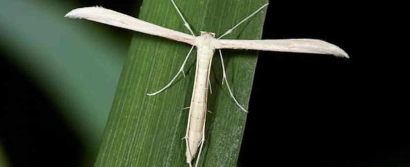 image of Plume Moth on blade of grass