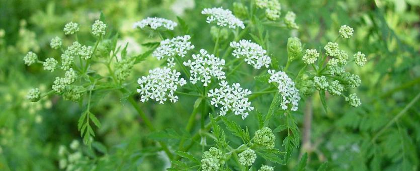 Photo of common water hemlock or spotted cowbane flowers