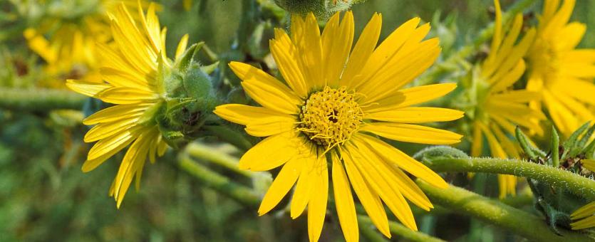 Photo of compass plant flowers