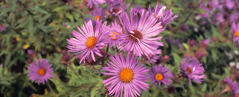 Photo of New England aster plants with flowers