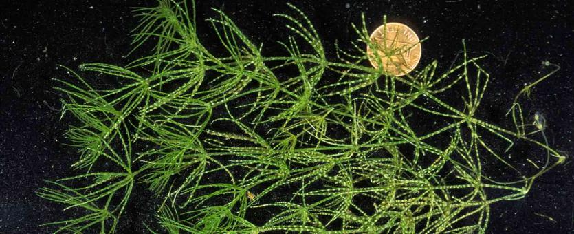 Photo of chara, an alga with stemlike and leaflike structures