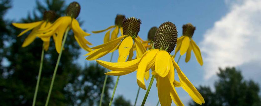 Photo of several grayhead prairie coneflowers with sky in background