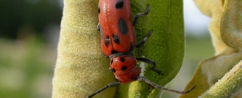 Red milkweed beetle eating a common milkweed leaf.