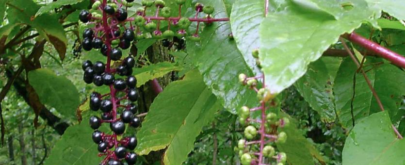Photo of pokeweed plant with dangling stalks of ripe and unripe berries.