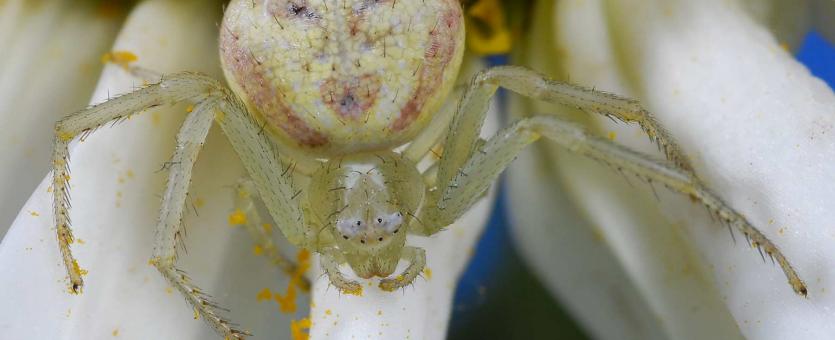 Photo of a swift crab spider, female, from above.